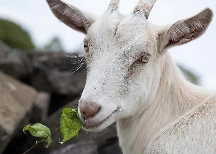 85 L Ideal , Quiet Charm In